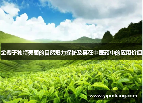 金樱子独特美丽的自然魅力探秘及其在中医药中的应用价值