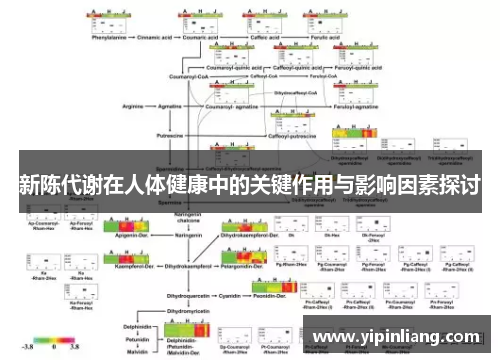 新陈代谢在人体健康中的关键作用与影响因素探讨